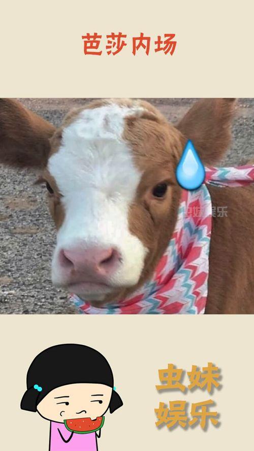 娱乐吃瓜酱素材图片高清,娱乐吃瓜酱素材图片背后的故事 第1张 娱乐吃瓜酱素材图片高清,娱乐吃瓜酱素材图片背后的故事 第1张