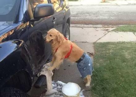 看萌狗最新爆料网站,最新爆料网站带你领略萌宠风采  第2张